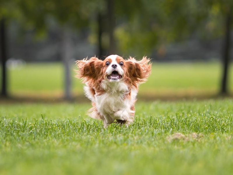 Cavalier King Charles spaniel dog running and jumping