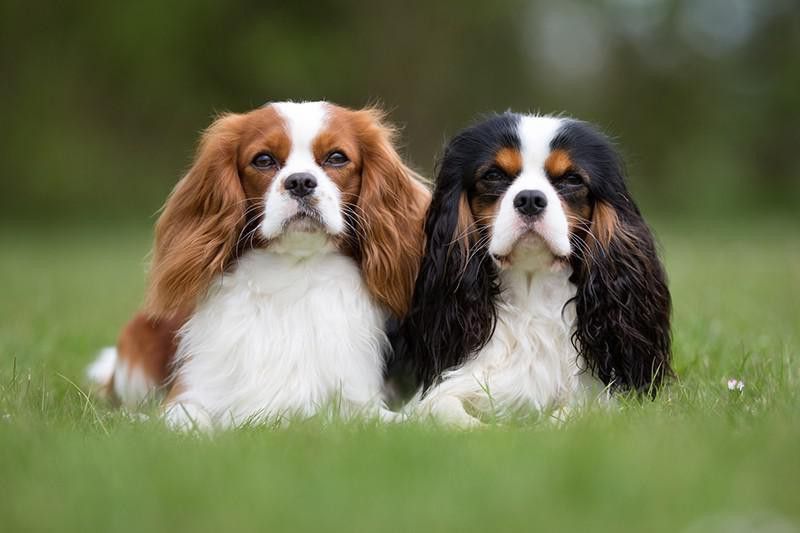 Cavalier King Charles Spaniel dogs