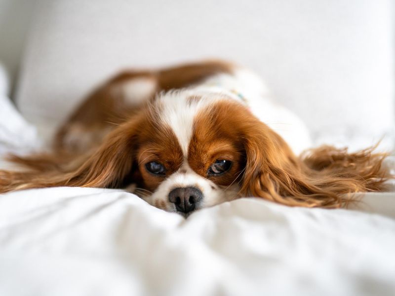 Cavalier King Charles Spaniel Napping In Bed