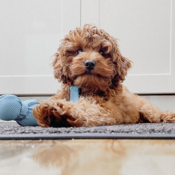 These Cavapoo Dog Pics Show Just How Cuddly the Breed Is