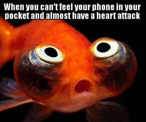 Celestial eye goldfish meme