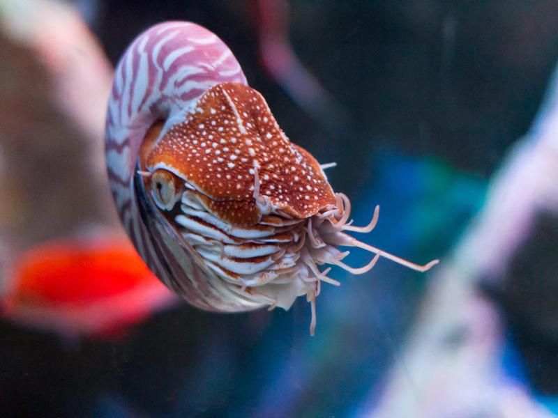 Chambered Nautilus in an aquarium