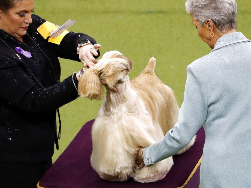 Charlie, a cocker spaniel competes with the sporting group at the Westminster Kennel Club Dog Show on Tuesday, Feb. 11, 2020, in New York