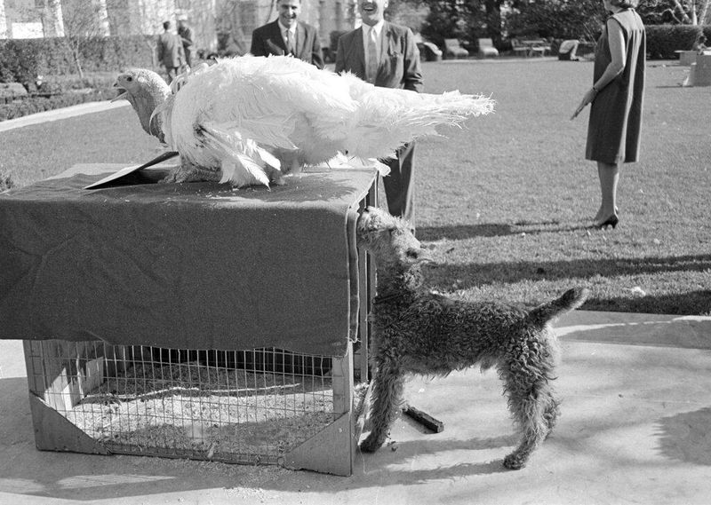 Charlie, a Welsh terrier, inspects a turkey