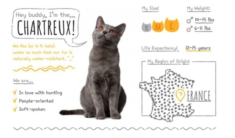 chartreux summary