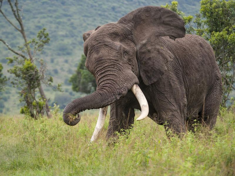 Chasing Elephant in the Masai Mara