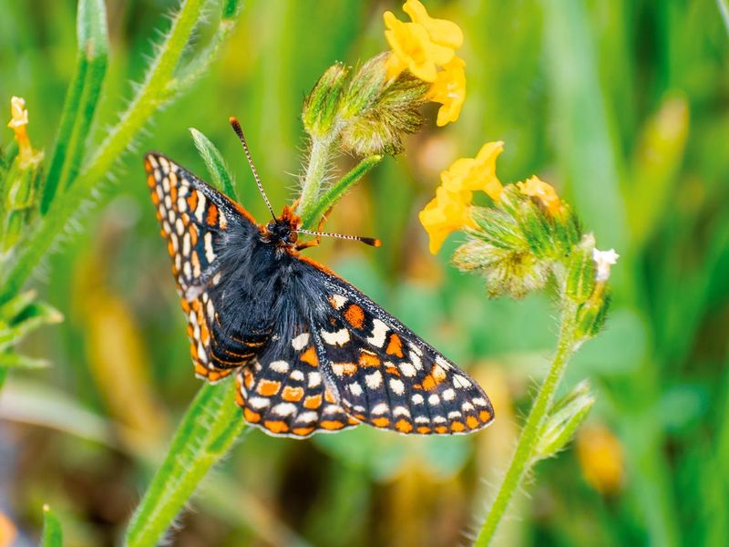 Checkerspot butterfly (Euphydryas editha bayensis)