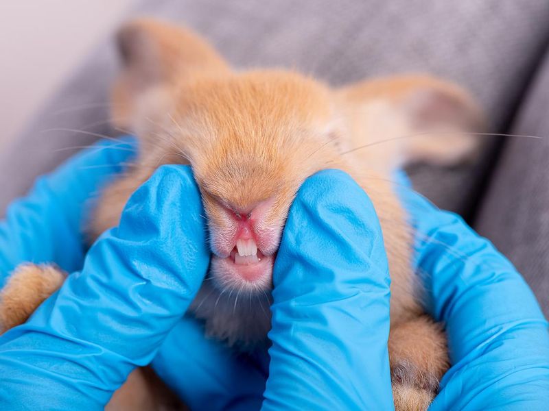 Checking a bunny's teeth