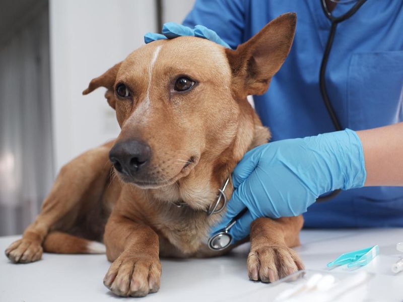 checking on dog at vet clinic