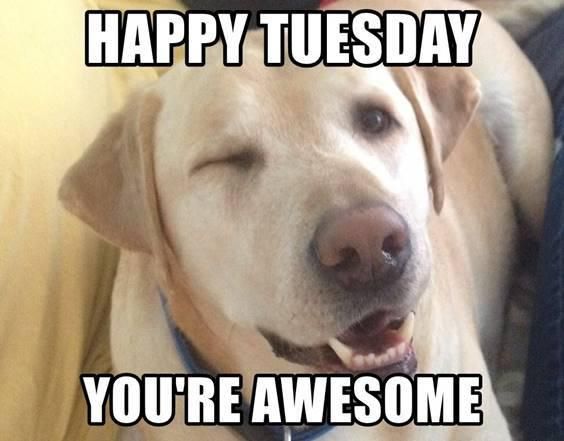 Cheerful Tuesday dog meme