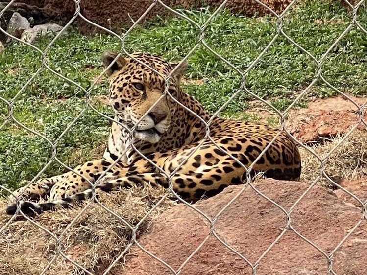 Cheetah at Oklahoma City Zoo