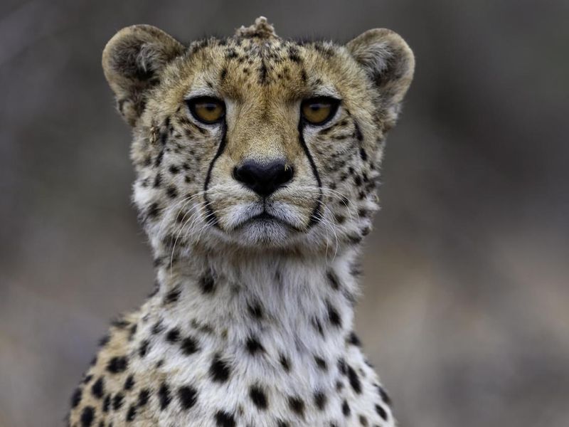 Cheetah Staring