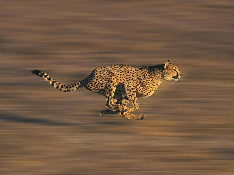 Cheetahs superpower is speed