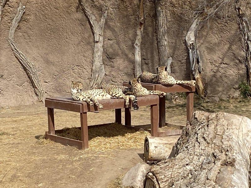 Cheetas lounging in the sun at ABQ BioPark