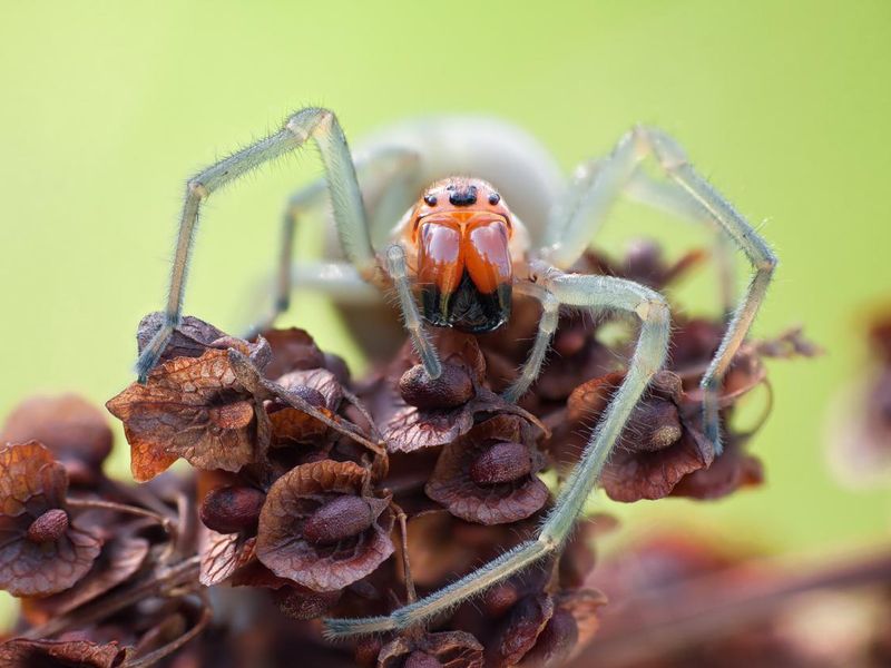 Cheiracanthium punctorium spider