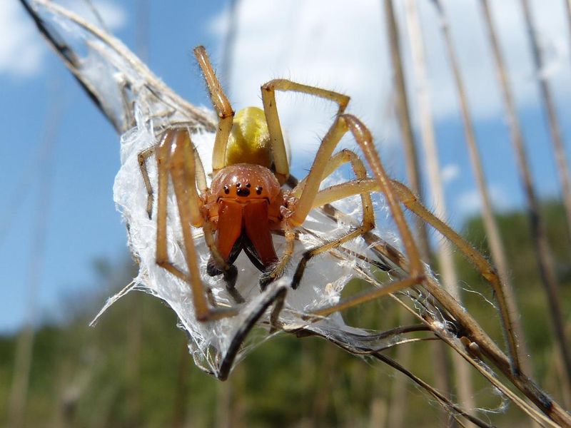 Cheiracanthium punctorium ("Yellow sac Spider")