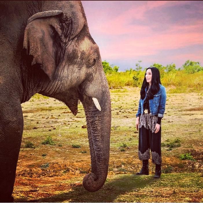 Cher and Kaavan elephant