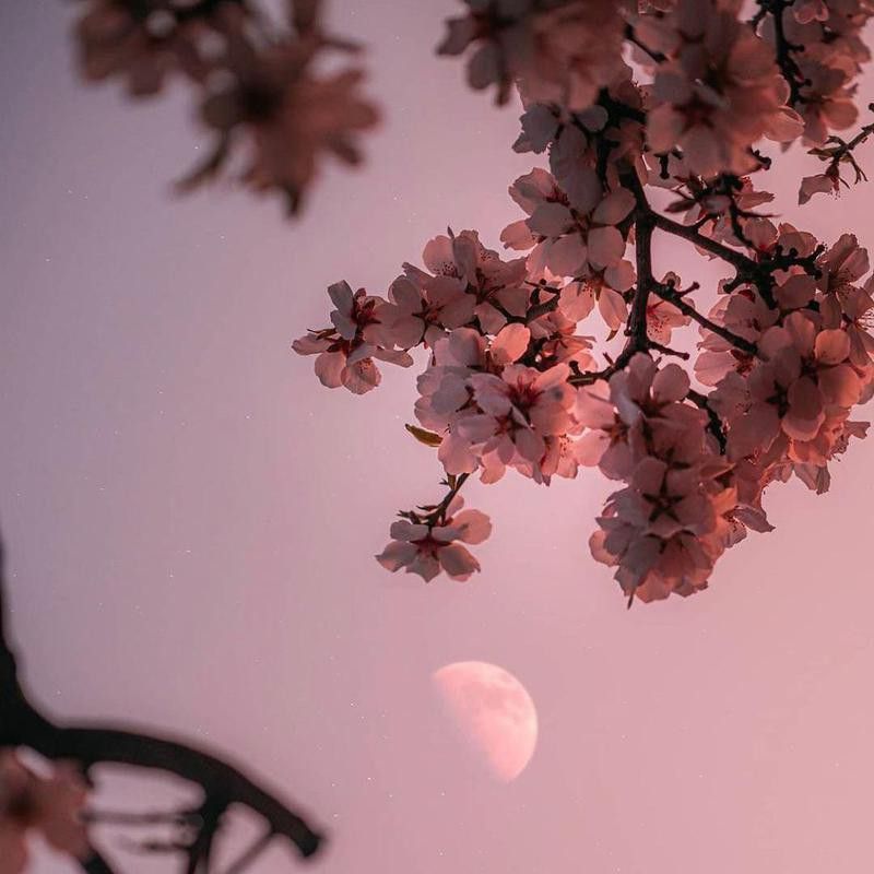 Cherry blossoms and moon in Portland