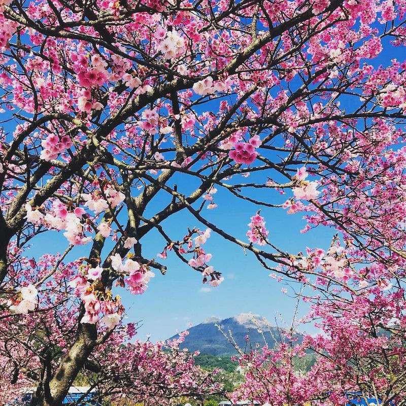 Cherry Blossoms at Yangmingshan National Park, Taiwan