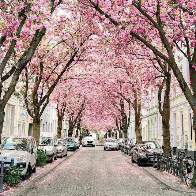Cherry blossoms in Boone, Germany