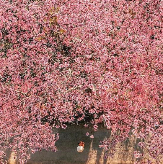 Cherry blossoms in Da Lat, Vietnam