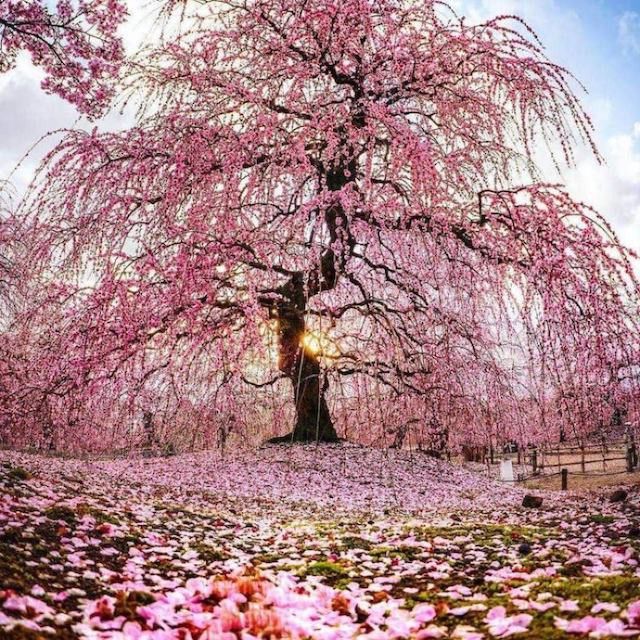 Cherry blossoms in Manchester, England