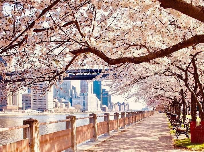 Cherry Blossoms in New York City