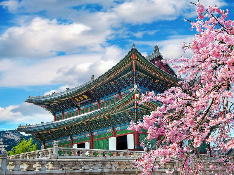 Cherry blossoms in spring in Seoul in Korea