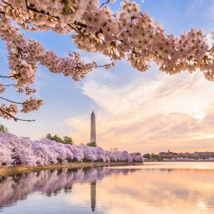 Cherry blossoms in Washington, D.C.