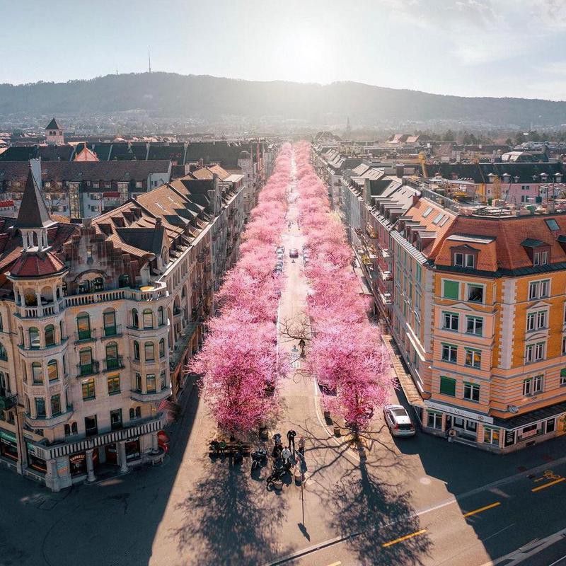 Cherry blossoms street in Zurich