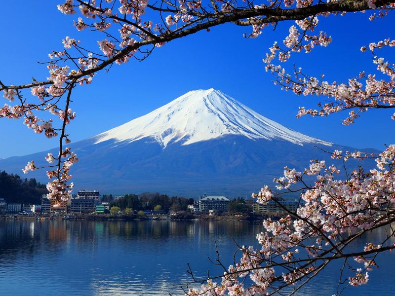 Cherry blossoms with Mount Fuji, japan