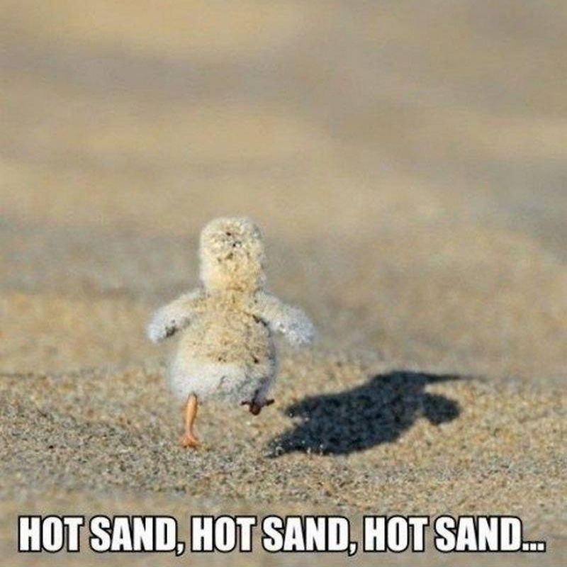 Chick running on hot sand