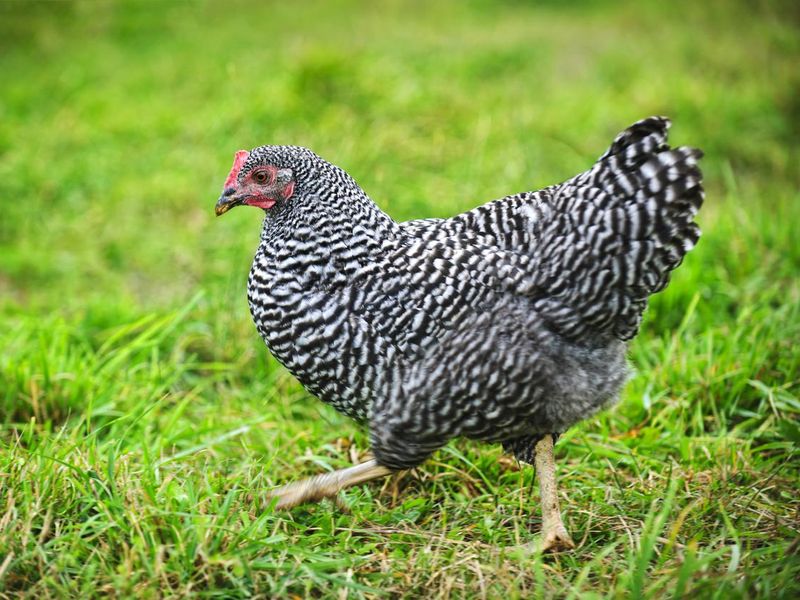 Chicken walking on green pasture