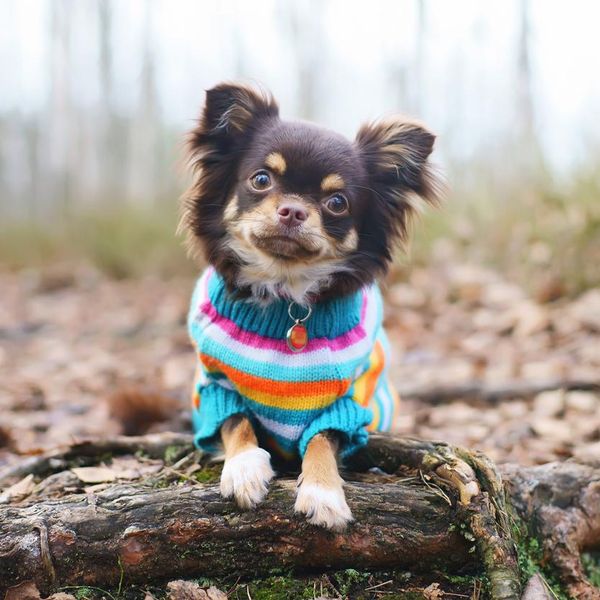 Ask Doctor Dog: Are Dog Sweaters Worth Buying?