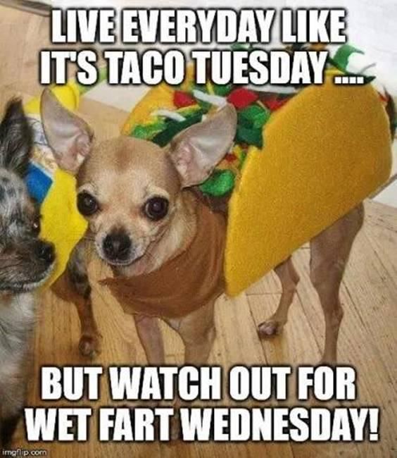 Chihuahua dressed up for Taco Tuesday