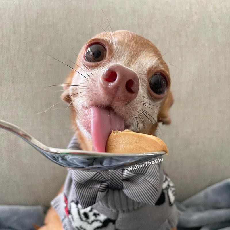 Chihuahua eating desert