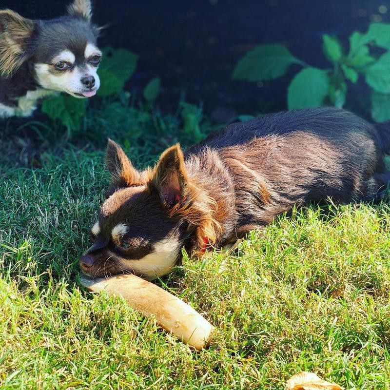 Chihuahua photobombing another chihuahua