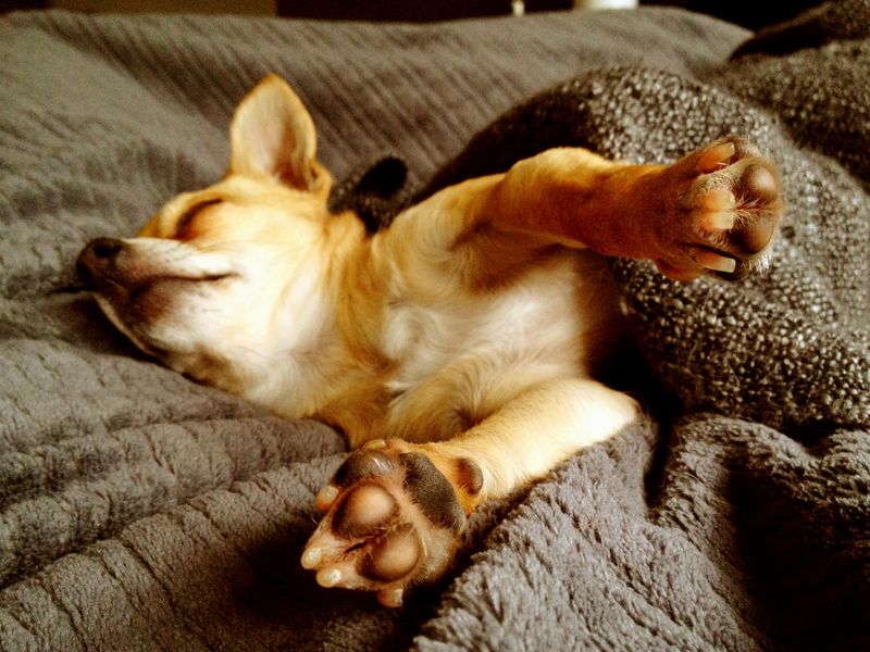 Chihuahua sleeping among brown woolly blankets