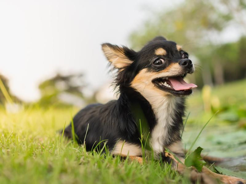 Chihuahuas are a type of small dog breed