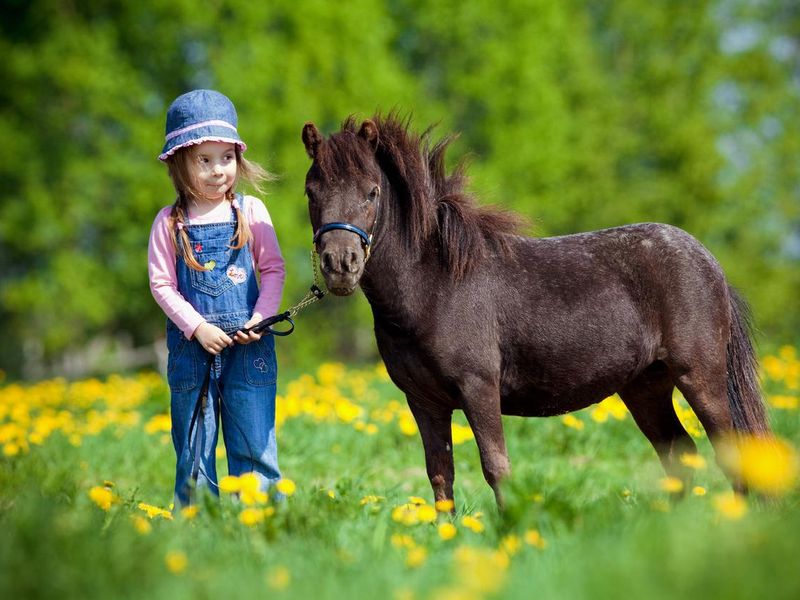 Child and small horse in the field