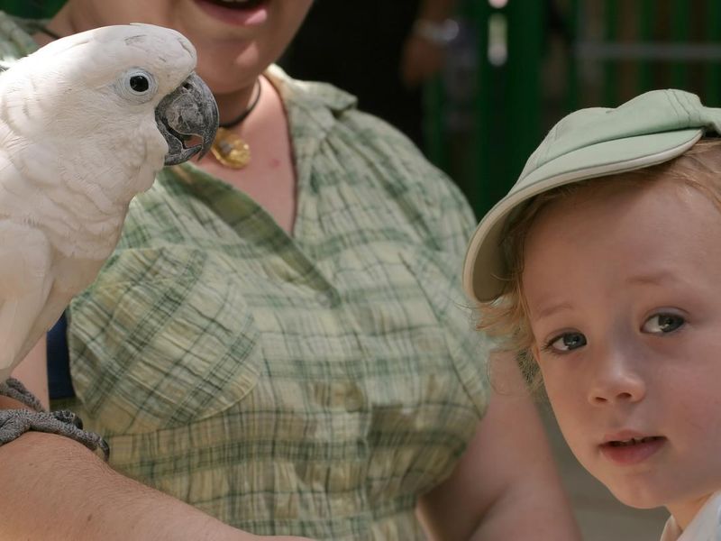 Child playing with cockatoo