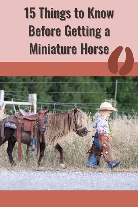 10 Fun Facts About Miniature Horses - Forever Horse Crazy
