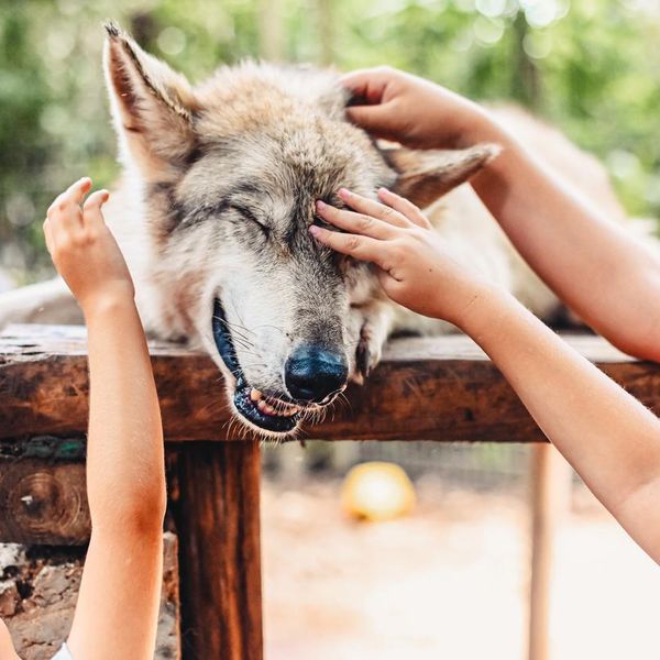 Think Owning a Wolf Hybrid Would Be Cool? Think Again