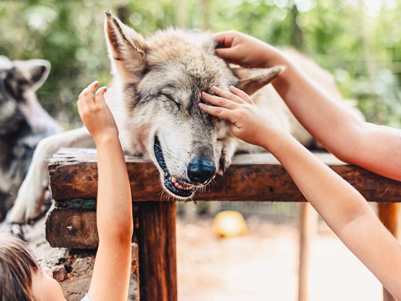 Children pet a wolf dog hybrid relaxing outdoors. An exotic pet, animal is part wild wolf and part domestic dog