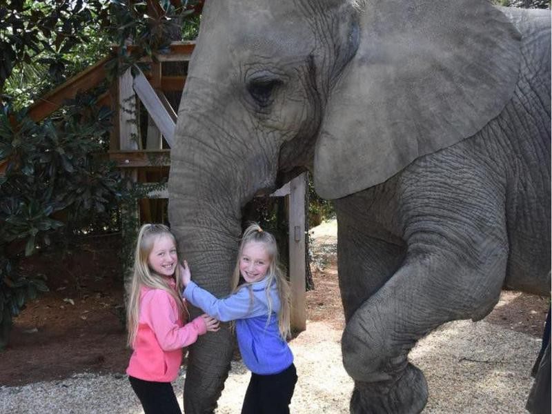 Children petting elephant at Myrtle Beach Safari