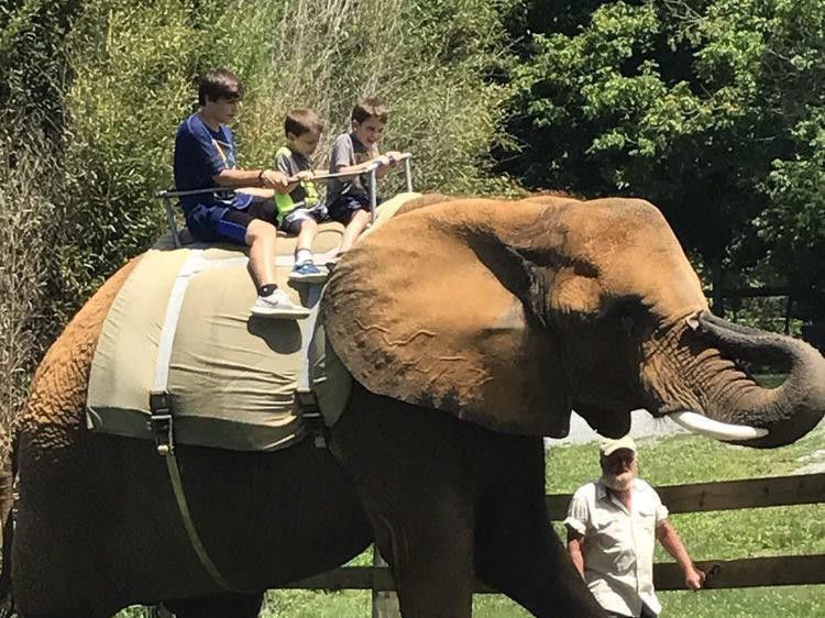Children riding an elephant
