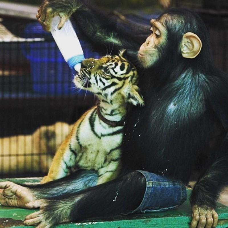 Chimpanzee and tiger
