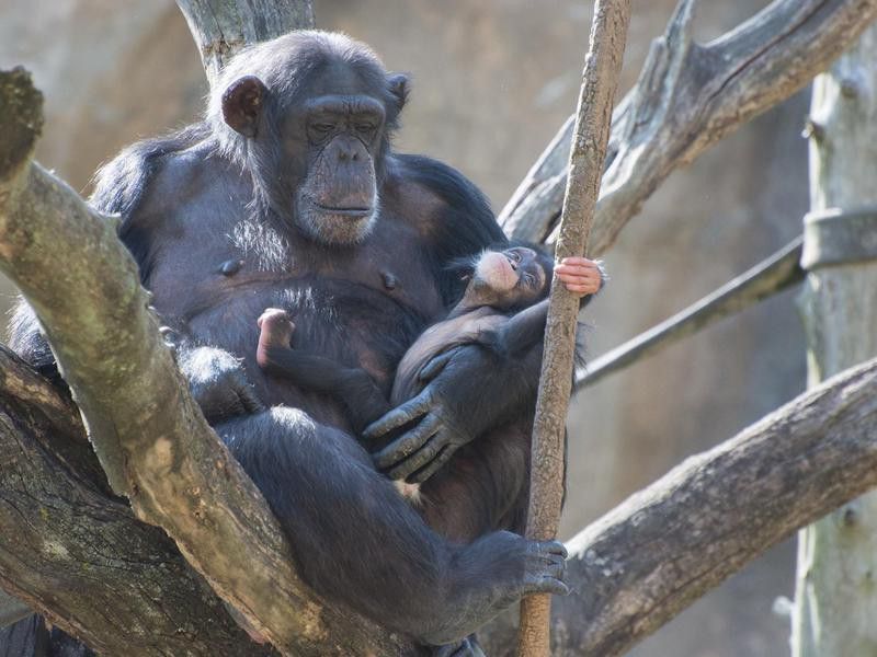 Chimpanzees at Saint Louis Zoo