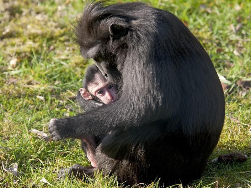 30 of the Best and Worst Animal Moms on the Planet | FamilyMinded
