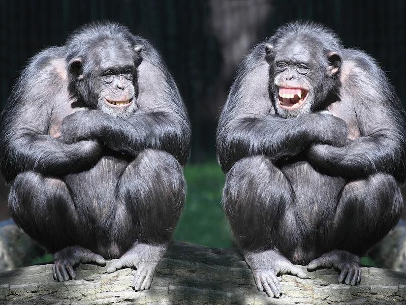 Chimps laughing
